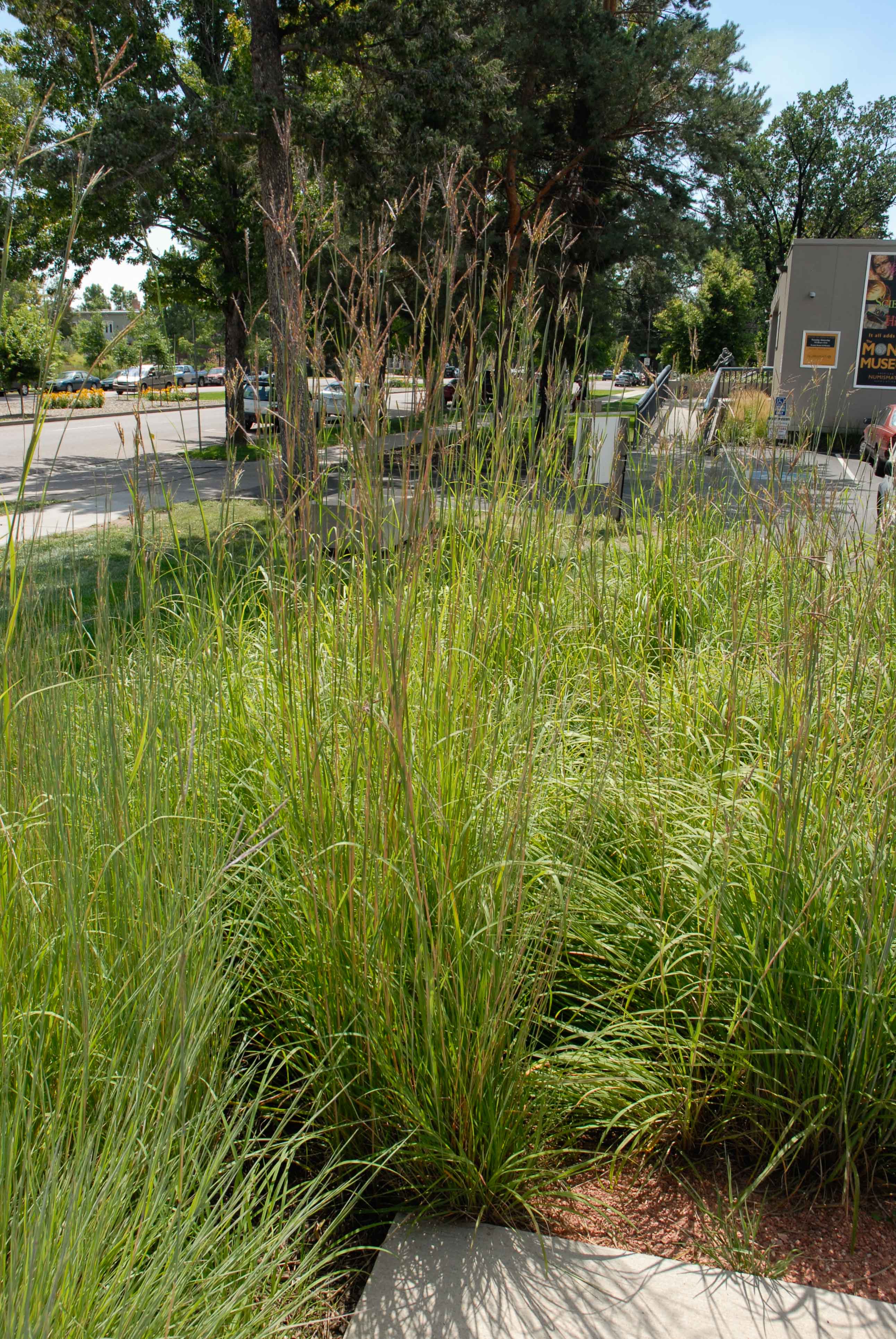 Collegiate Grasses